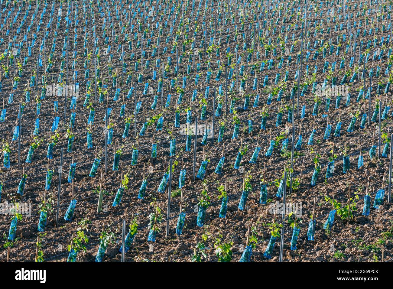 Vicino a Borba, quartiere di Evora, Portogallo. Vitigni piantati di recente in vigna. Sono protetti da guaine in plastica contro le intemperie e gli uccelli. Foto Stock