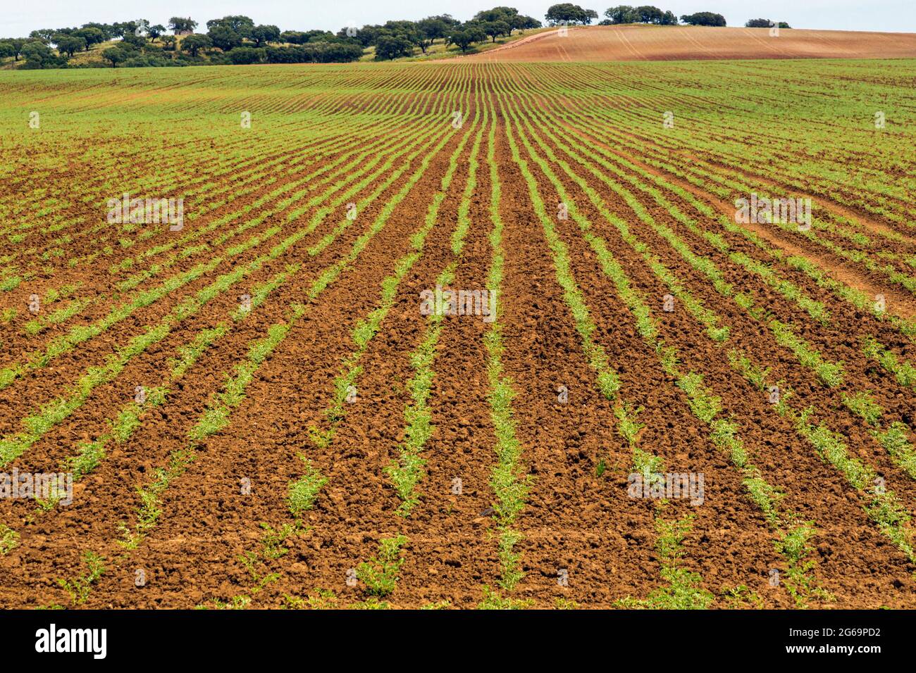 Vicino a Castelo de Moura, distretto di Beja, Alentejo, Portogallo. Campo appena piantato. Foto Stock