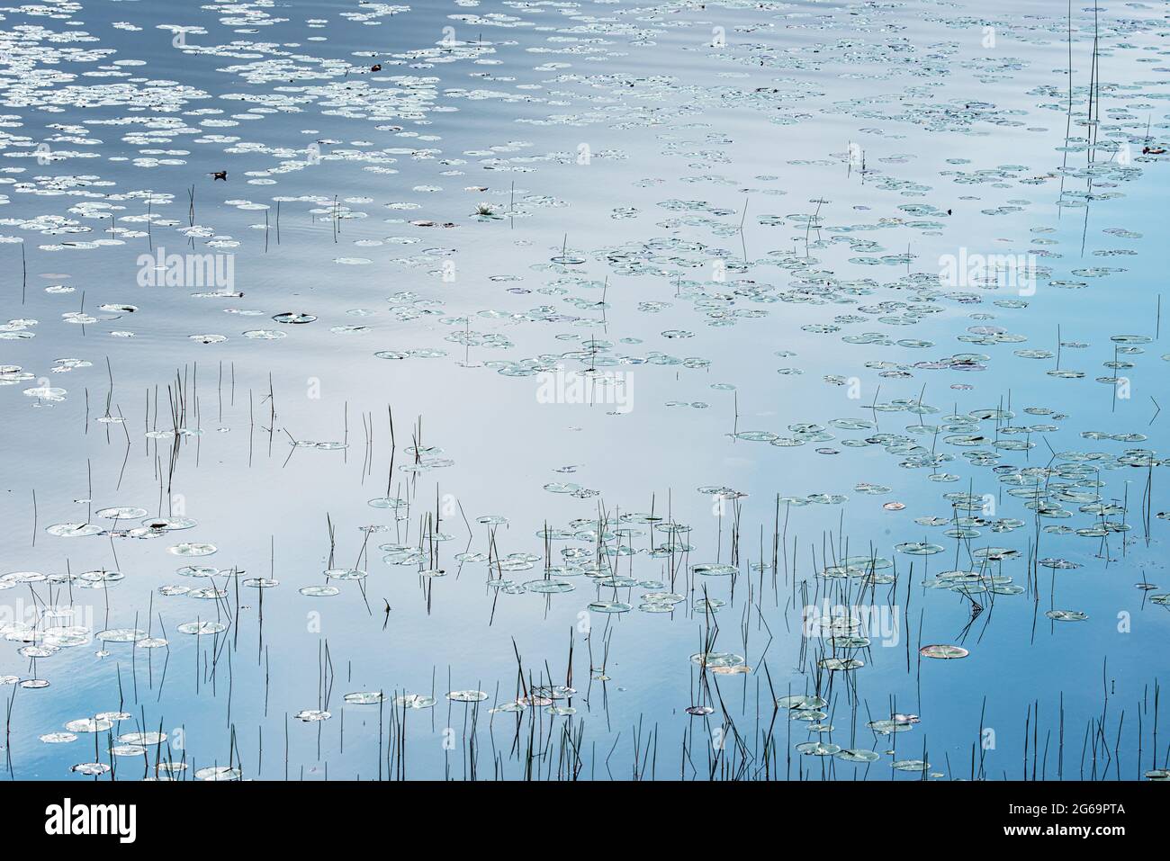 Erbe d'acqua dolce, Parco Nazionale di Acadia, Maine Foto Stock