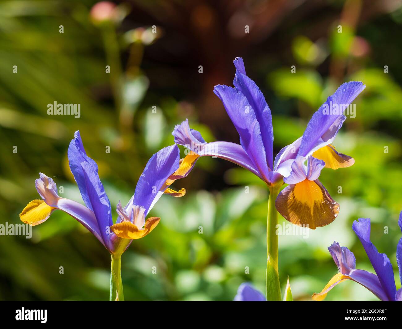 Fiori gialli, blu e marroni dell'iride olandese in fiore all'inizio dell'estate, Iris x hollandica 'Frans Hals' Foto Stock