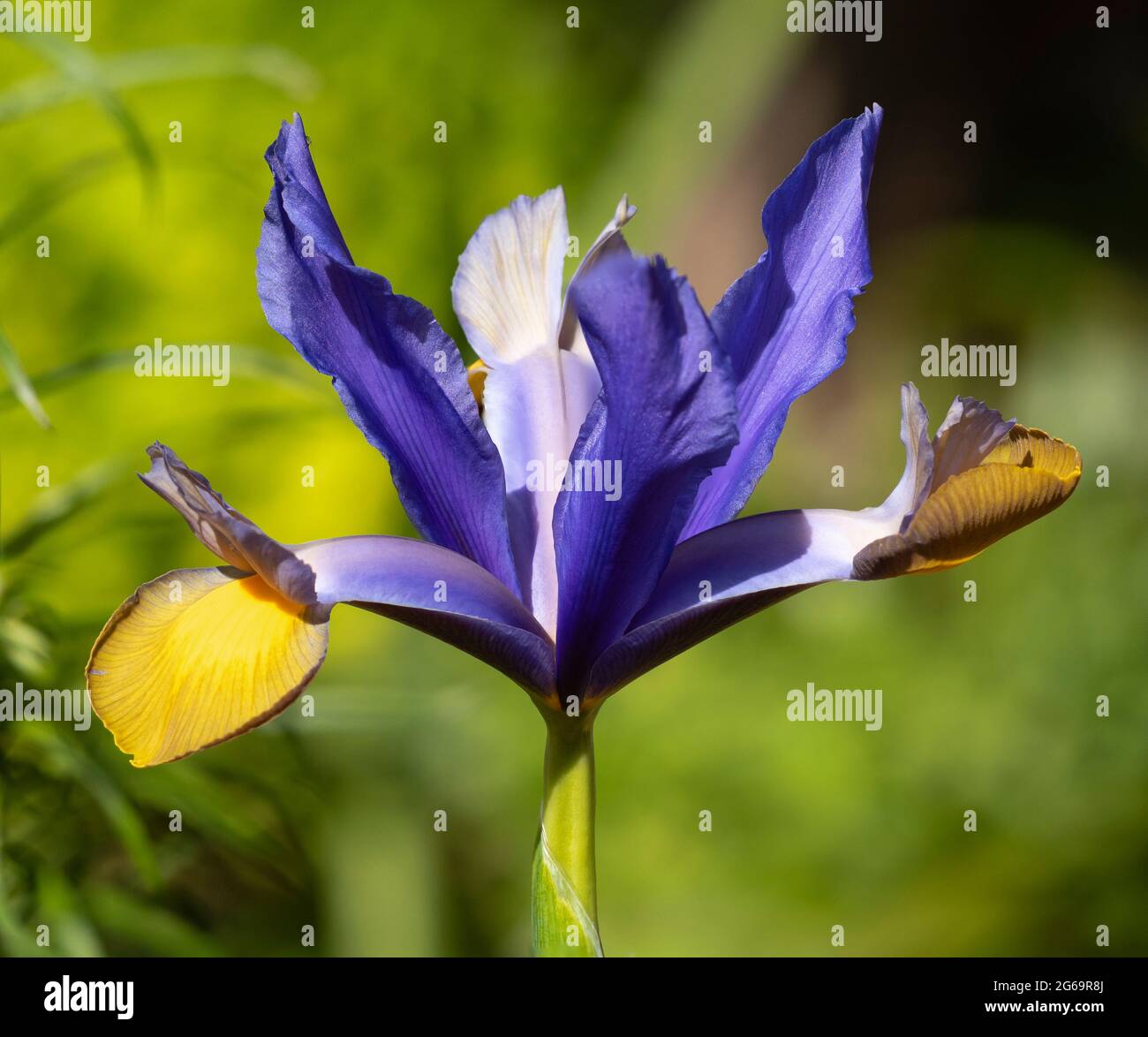 Fiore giallo, blu e marrone dell'iride olandese in fiore all'inizio dell'estate, Iris x hollandica 'Frans Hals' Foto Stock