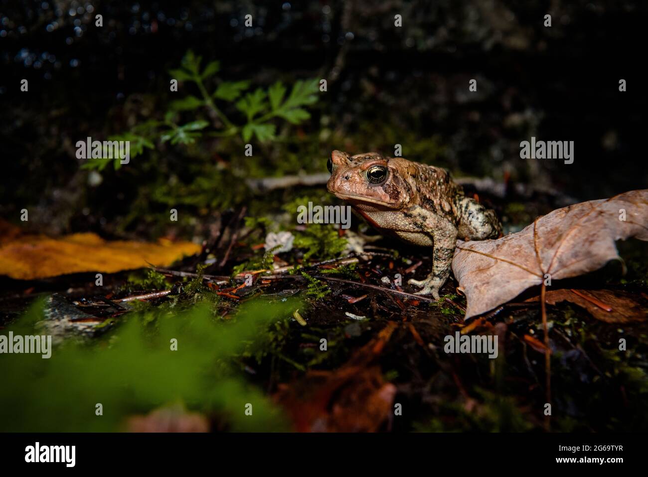 Vista ravvicinata di un rospo comune nella foresta Foto Stock