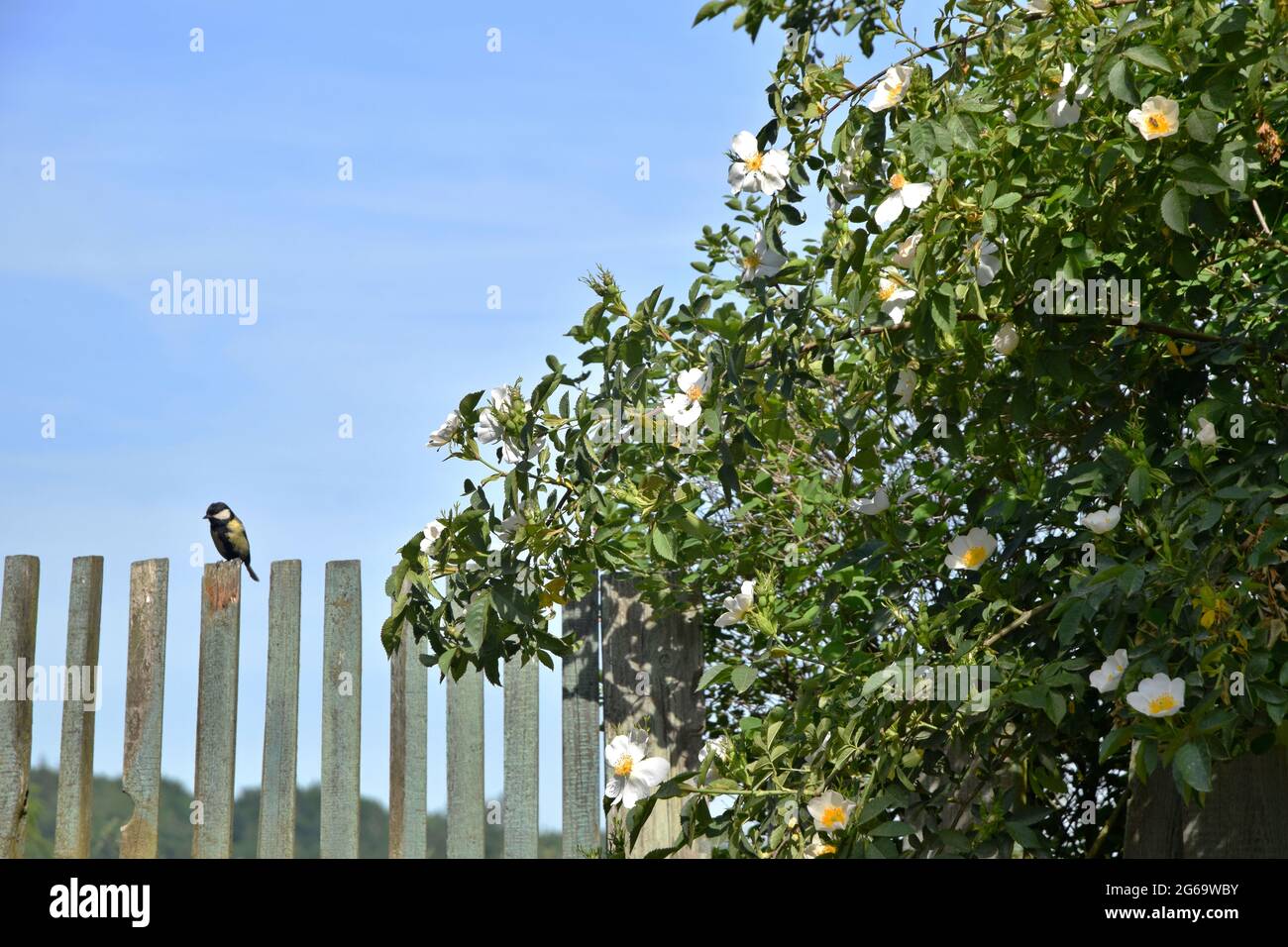 La Grande Tit seduta sul recinto di legno del picket e il cane-rosa in piena fioritura. Foto Stock