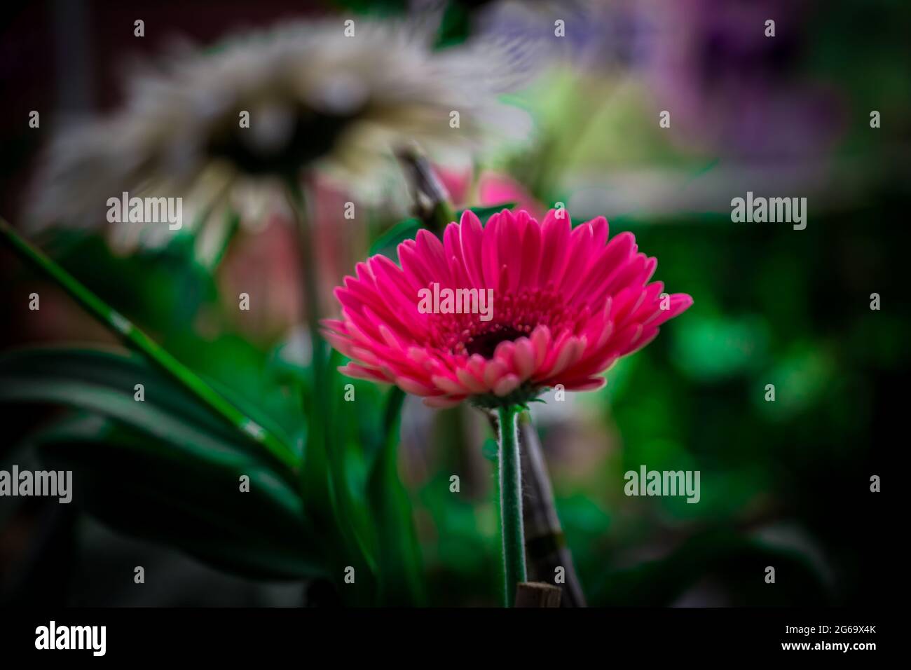 Un fiore sfocato nel giardino. Ho catturato questa immagine il 11 agosto 2018, da Dhaka, Bangladesh, Sud Asia Foto Stock