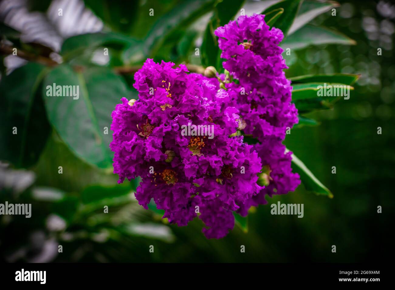 Un mazzo di fiori in giardino. Ho catturato questa immagine il 11 agosto 2018, da Dhaka, Bangladesh, Sud Asia Foto Stock