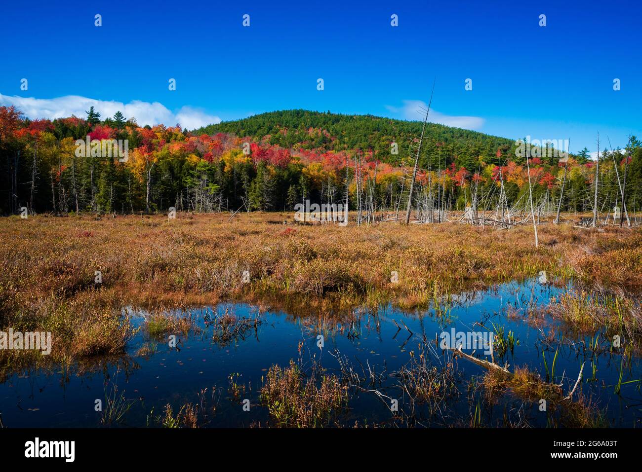Colori autunnali sulla palude vicino al monte Treadway Foto Stock