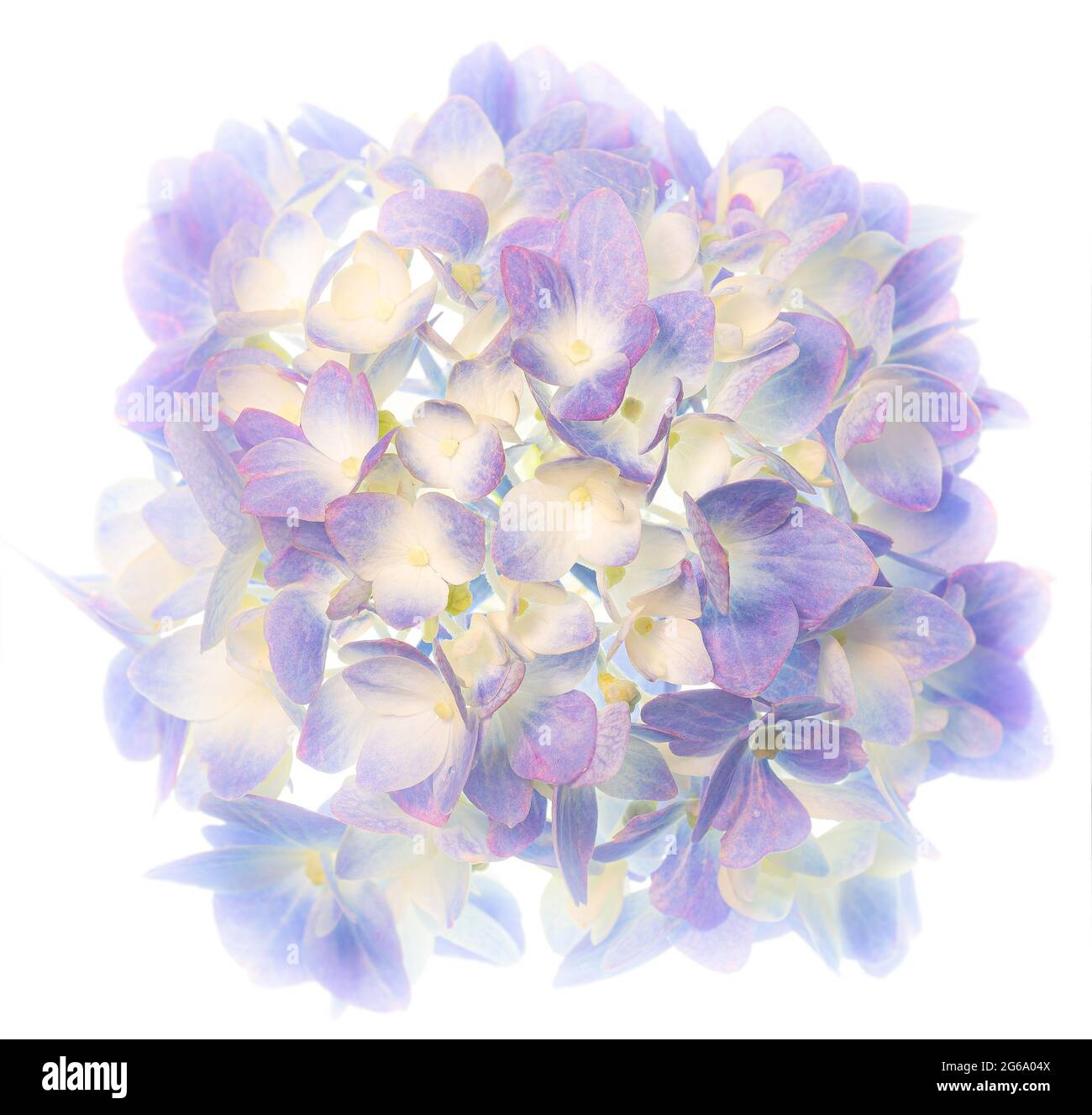 Vista macro del gruppo di fiori di idrangea. Foto Stock