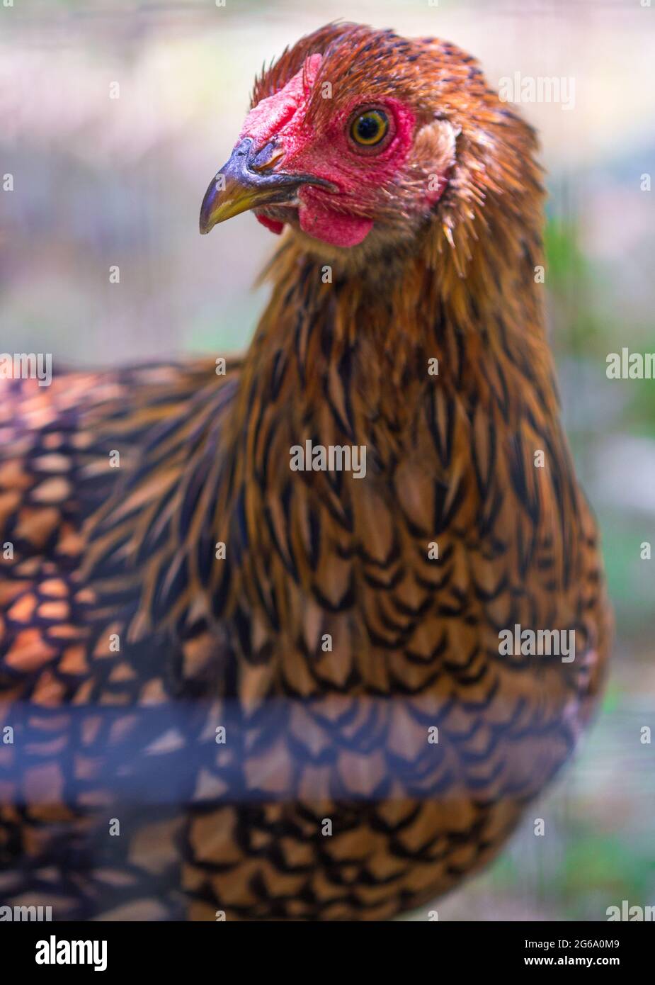 Un Wyandotte dorato (Gallus domesticus) in una penna di pollo Foto Stock