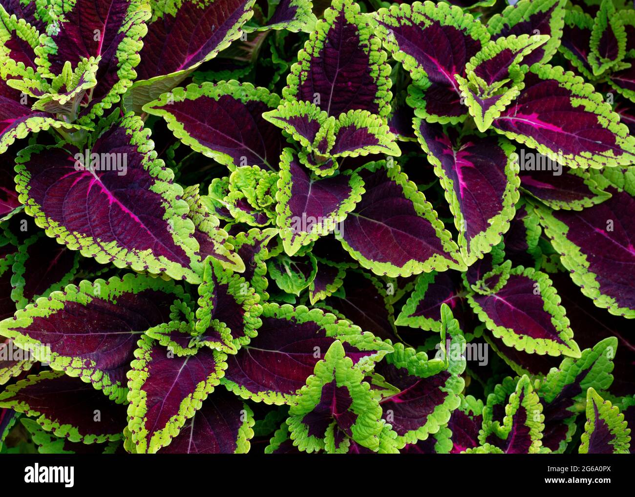 Vista ravvicinata delle foglie di coleo, una cultivar di coleo scutellarioides. Foto Stock
