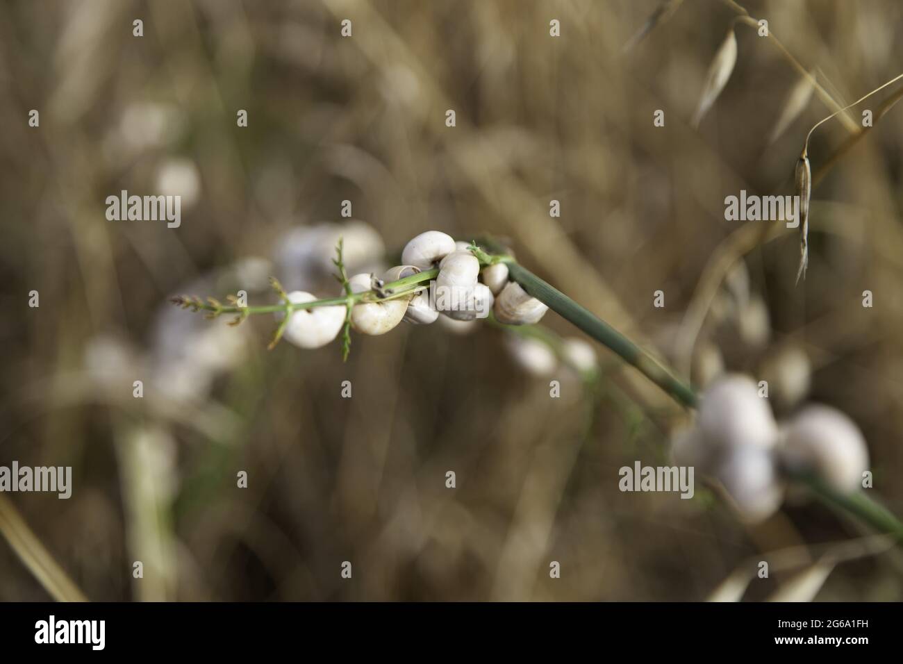 Lumache secche su ramo di grano, natura e animali Foto Stock