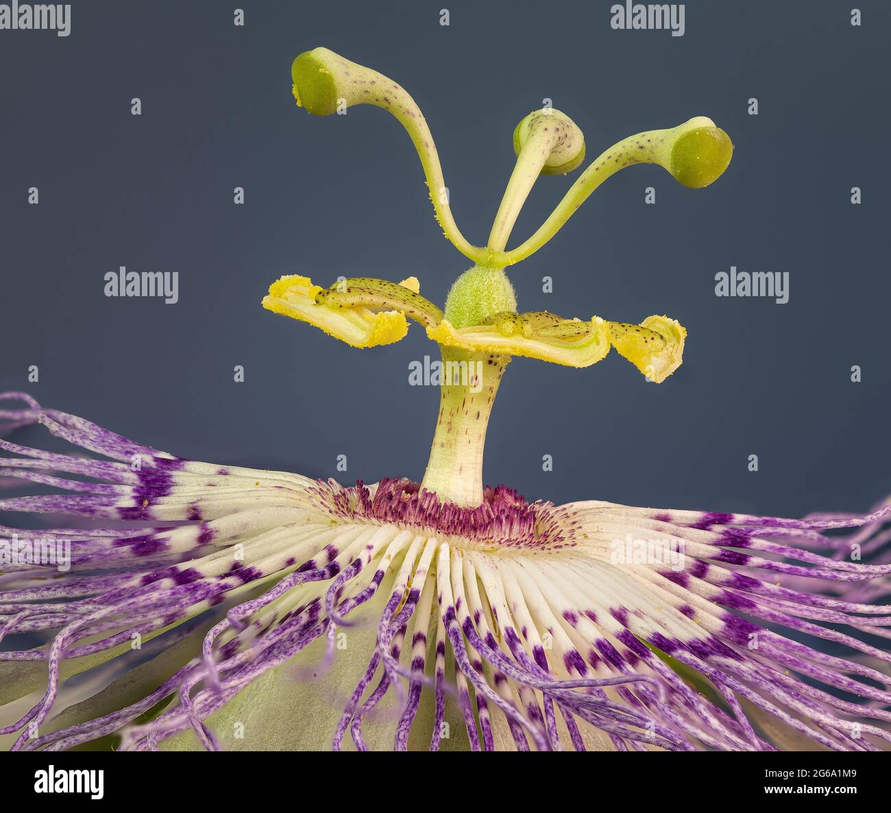 Macro-vista degli organi riproduttivi del fiore della passione (Passiflora incarnata), con stami e antere a livello inferiore e pistilli sopra. Foto Stock