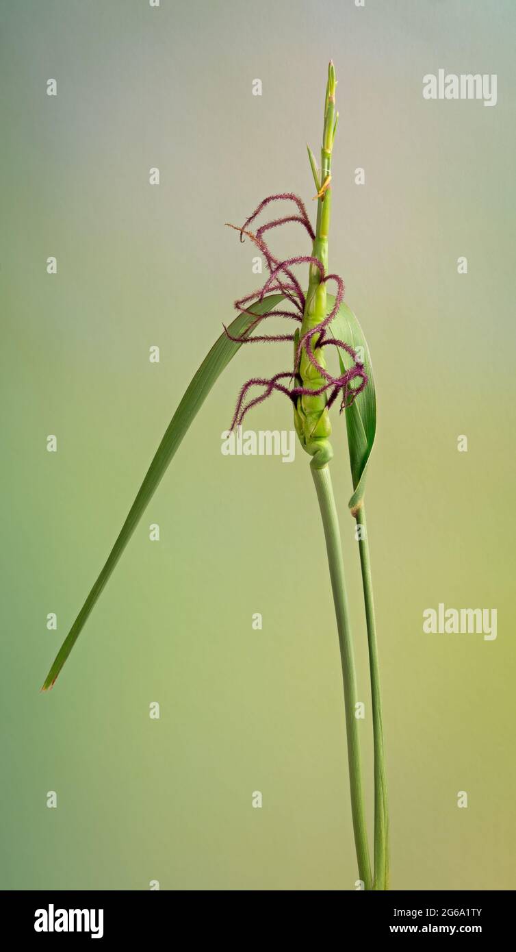 Testa di mare fiorita del gammagrass orientale (Tripsinum dactyloides), un'erba alta originaria degli Stati Uniti orientali fiori maschi in cima e femmina alla base. Selvaggio Foto Stock