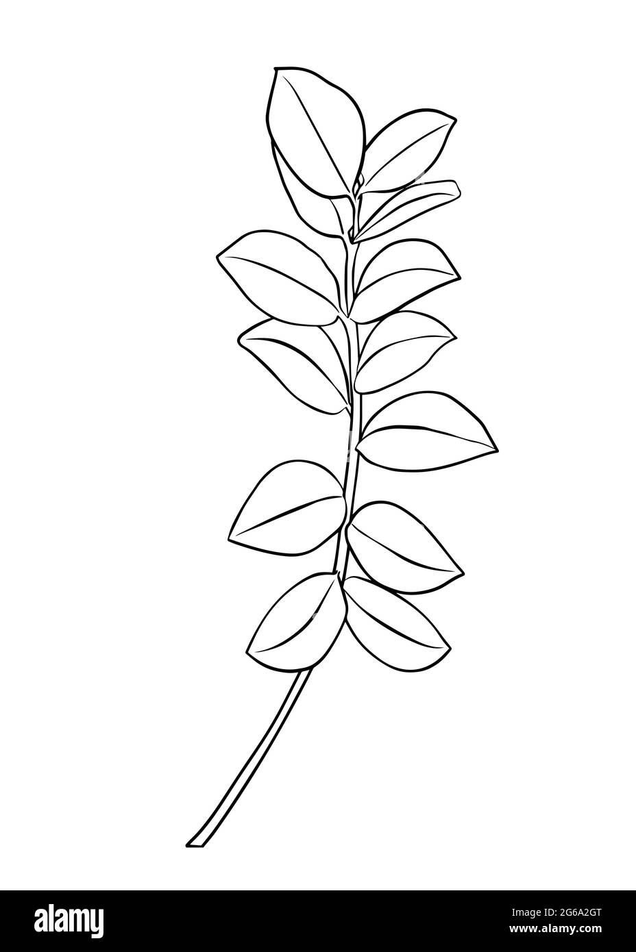 Contorni di foglie di zamioculcas. Clipart isolate dal vettore. Design botanico bianco e nero minimalista. Illustrazione Vettoriale