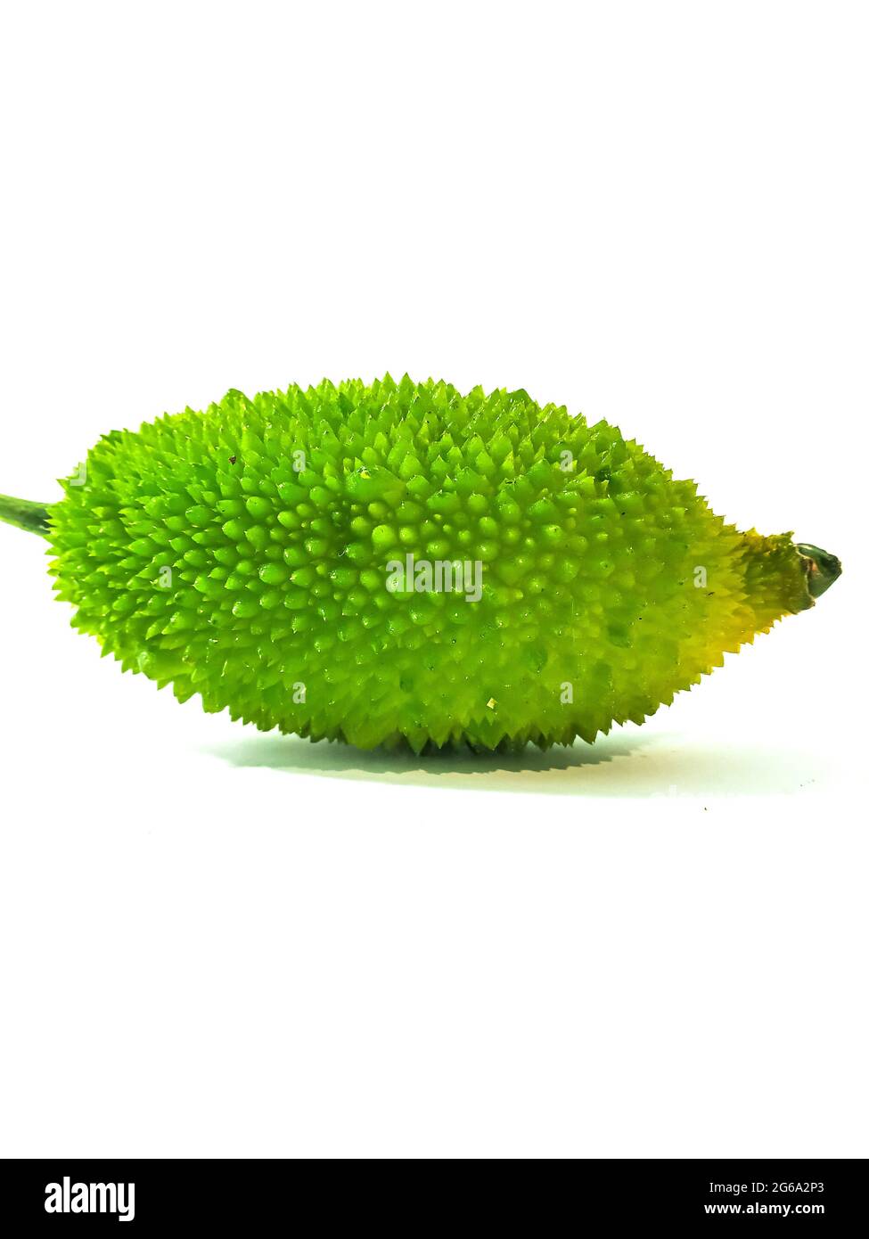 Zucca spinosa o zucca della spina conosciuta anche come bristly balsma pera, prickly carolaho isolato su sfondo bianco. Foto Stock