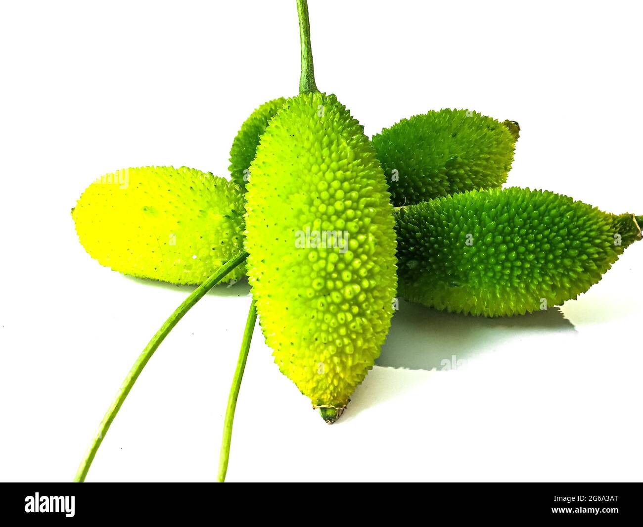 Zucca spinosa o zucca della spina conosciuta anche come bristly balsma pera, prickly carolaho isolato su sfondo bianco. Foto Stock