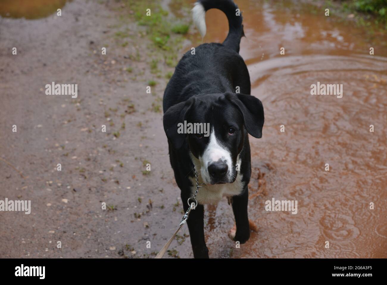 Il cane corre attraverso pudddle e lascia le stampe di zampa nel fango Foto Stock