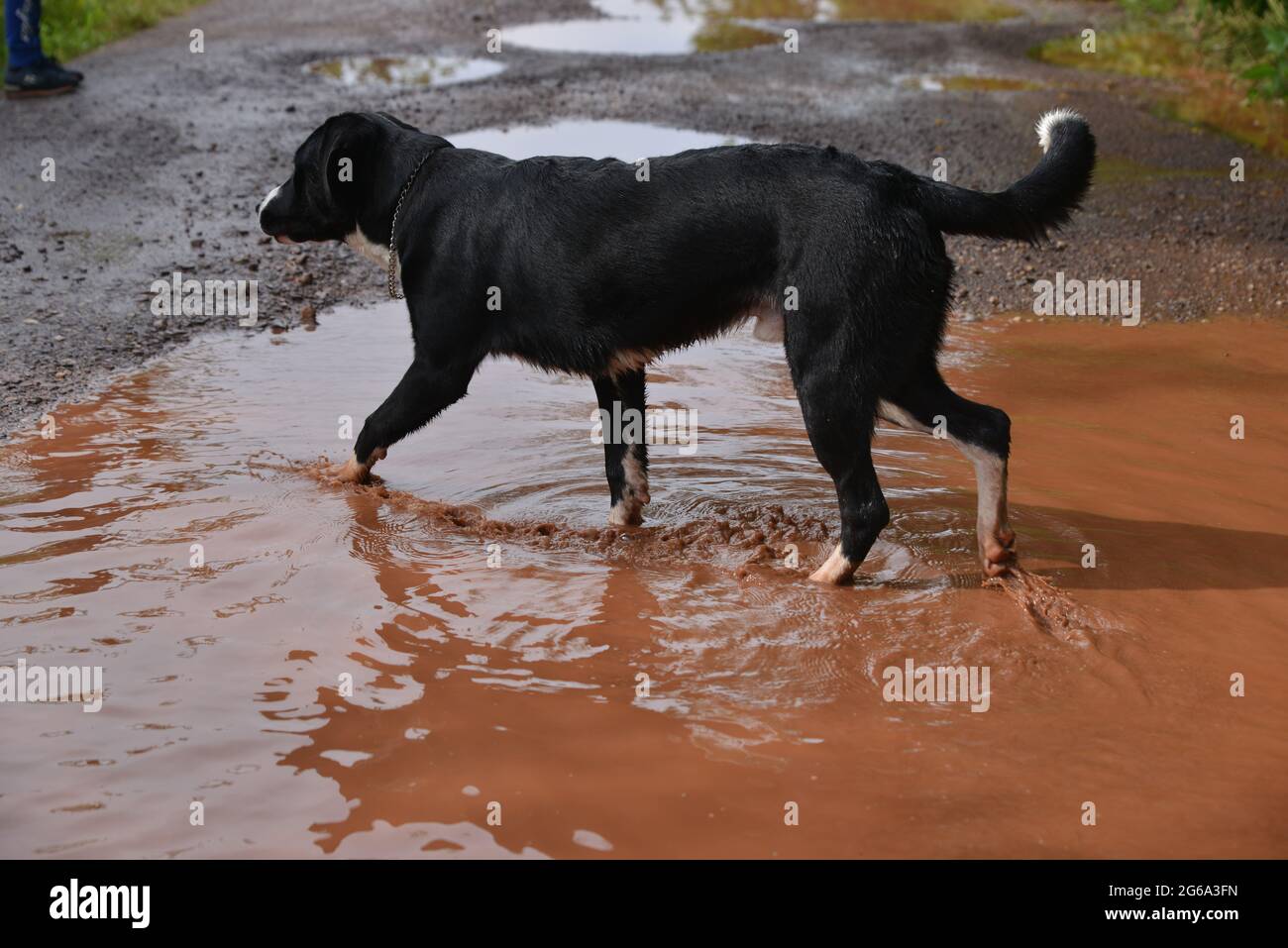 Il cane si immerge nella puddle e tira fuori una pietra Foto Stock
