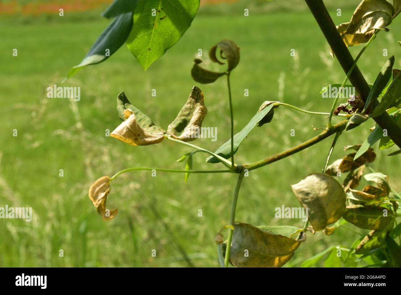 albero d'oro con una malattia sulle foglie Foto Stock