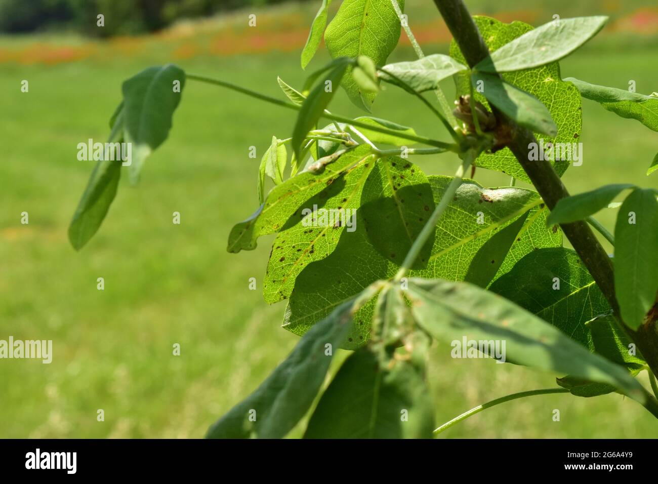 albero d'oro con una malattia sulle foglie Foto Stock
