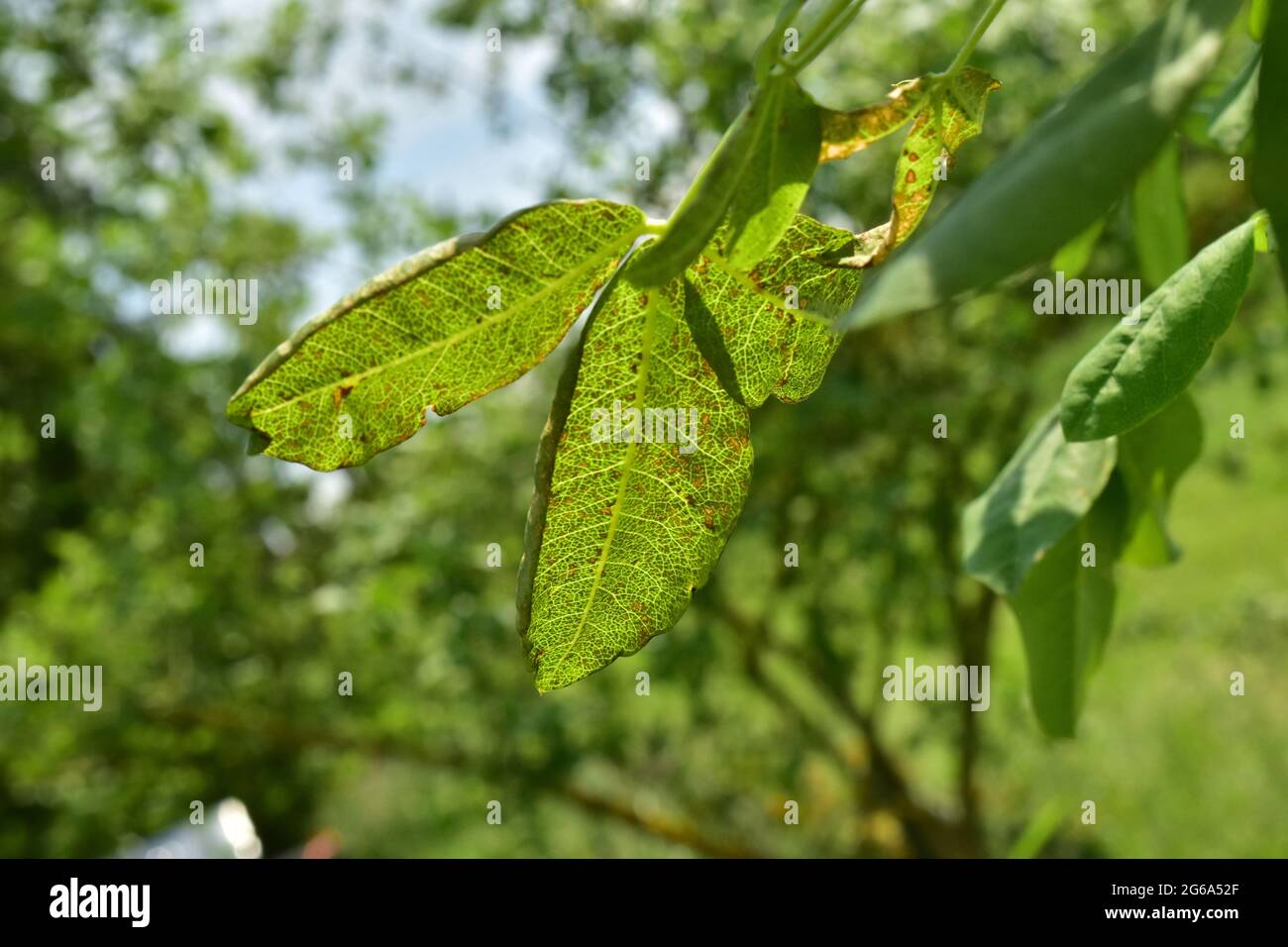 albero d'oro con una malattia sulle foglie Foto Stock