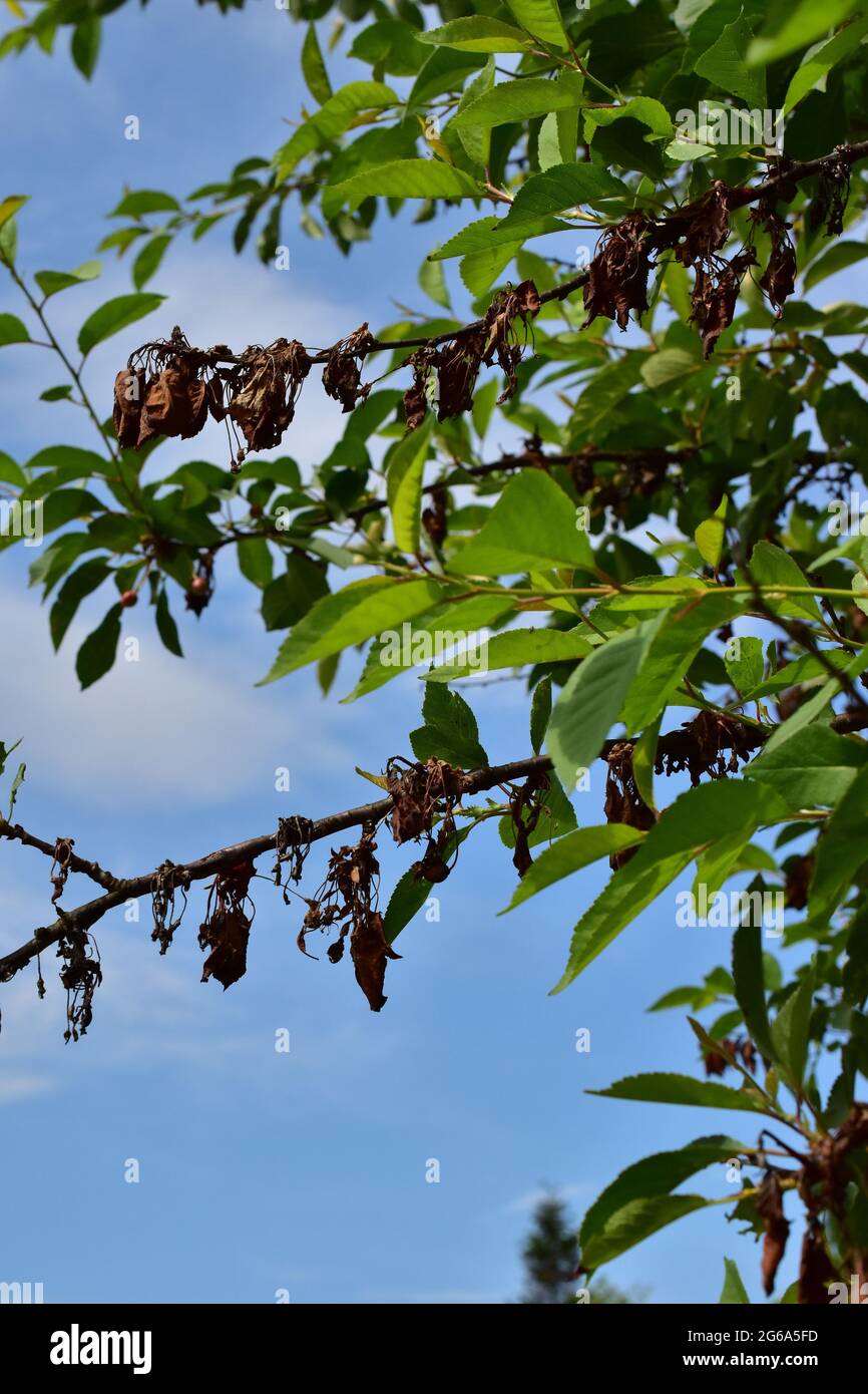 ciliegio con una malattia sulle foglie Foto Stock