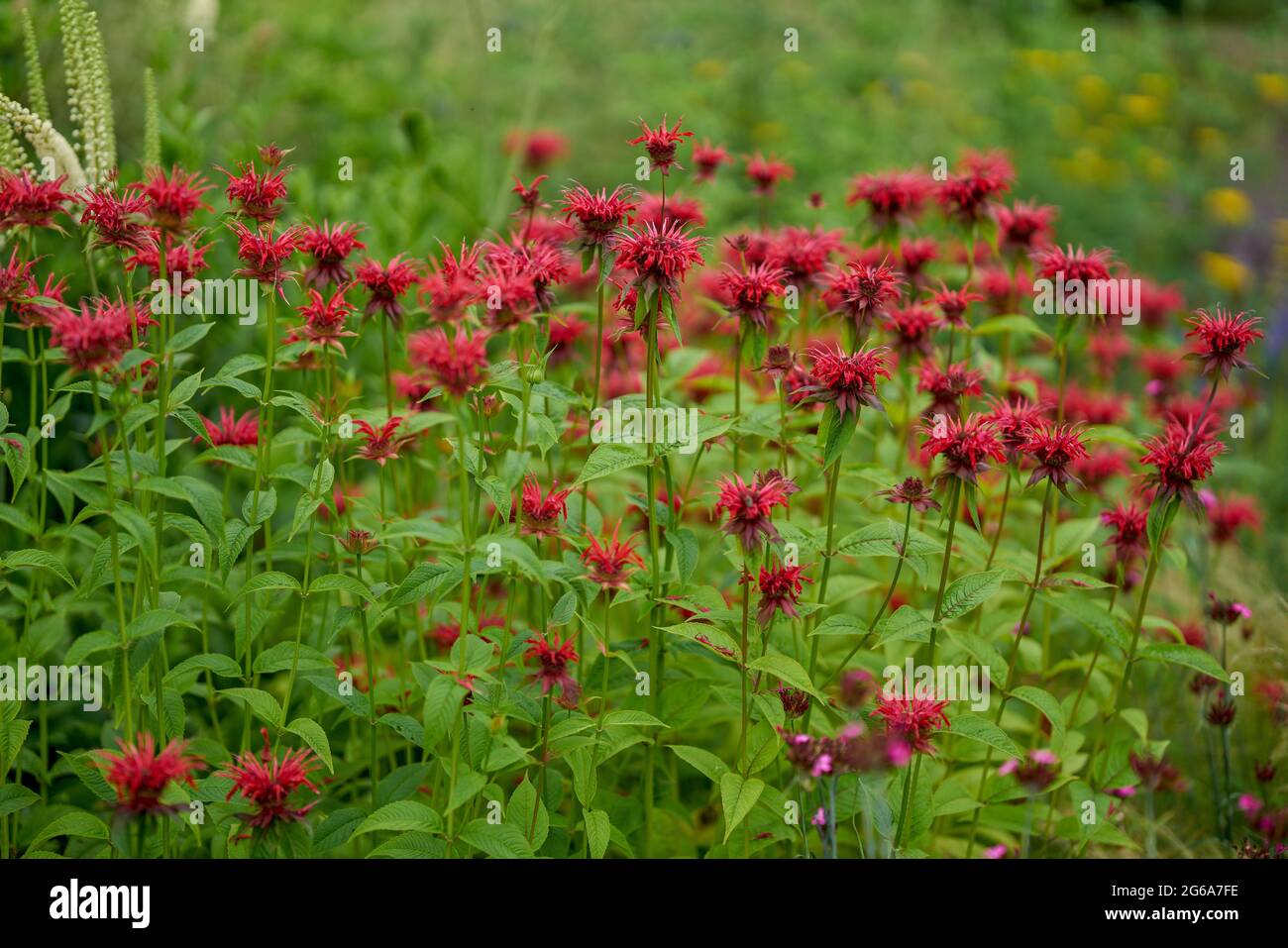 Mondarda didyma, il beebalm cremisi, scarlatto beebalm, scarlatto monarda, Oswego tea, o bergamotto, Foto Stock