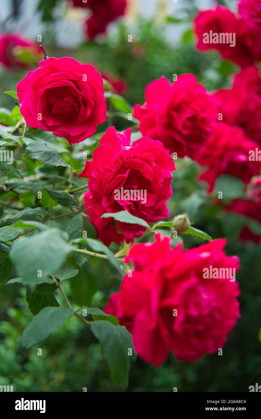 Red Rose fiore in fiore nel giardino delle rose su sfondo rosso rose fiori. Foto Stock