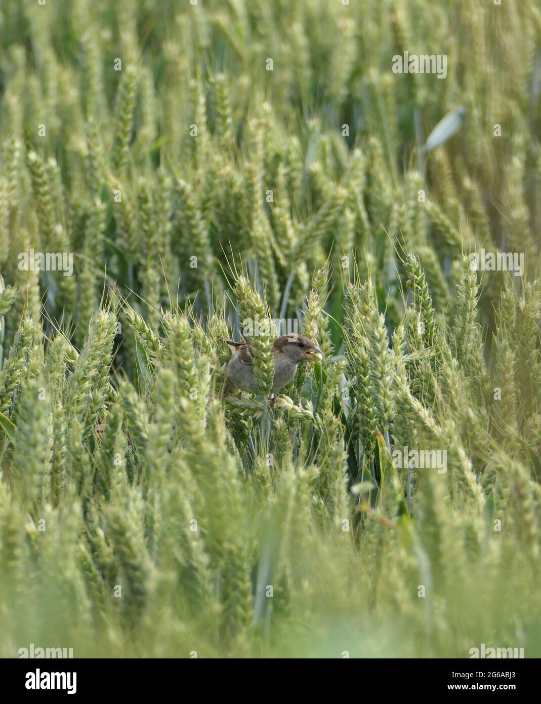 Un passero di casa femminile (Passer domesticus) in un campo di grano non maturo, aggrappato ad un gambo e che tiene un grano di grano nel suo becco. Formato quadrato. Foto Stock