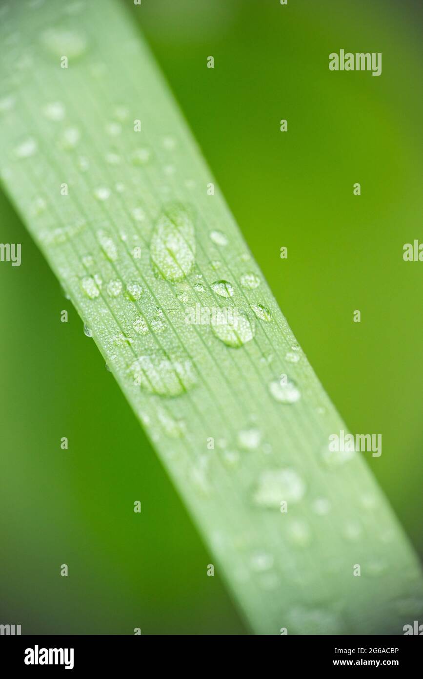 Foglia verde con gocce d'acqua, macro, sfondo naturale dopo la pioggia mattutina Foto Stock