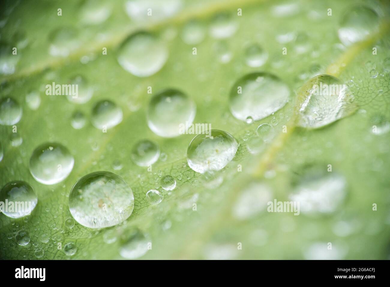 Foglia verde con gocce d'acqua, macro, sfondo naturale dopo la pioggia mattutina Foto Stock