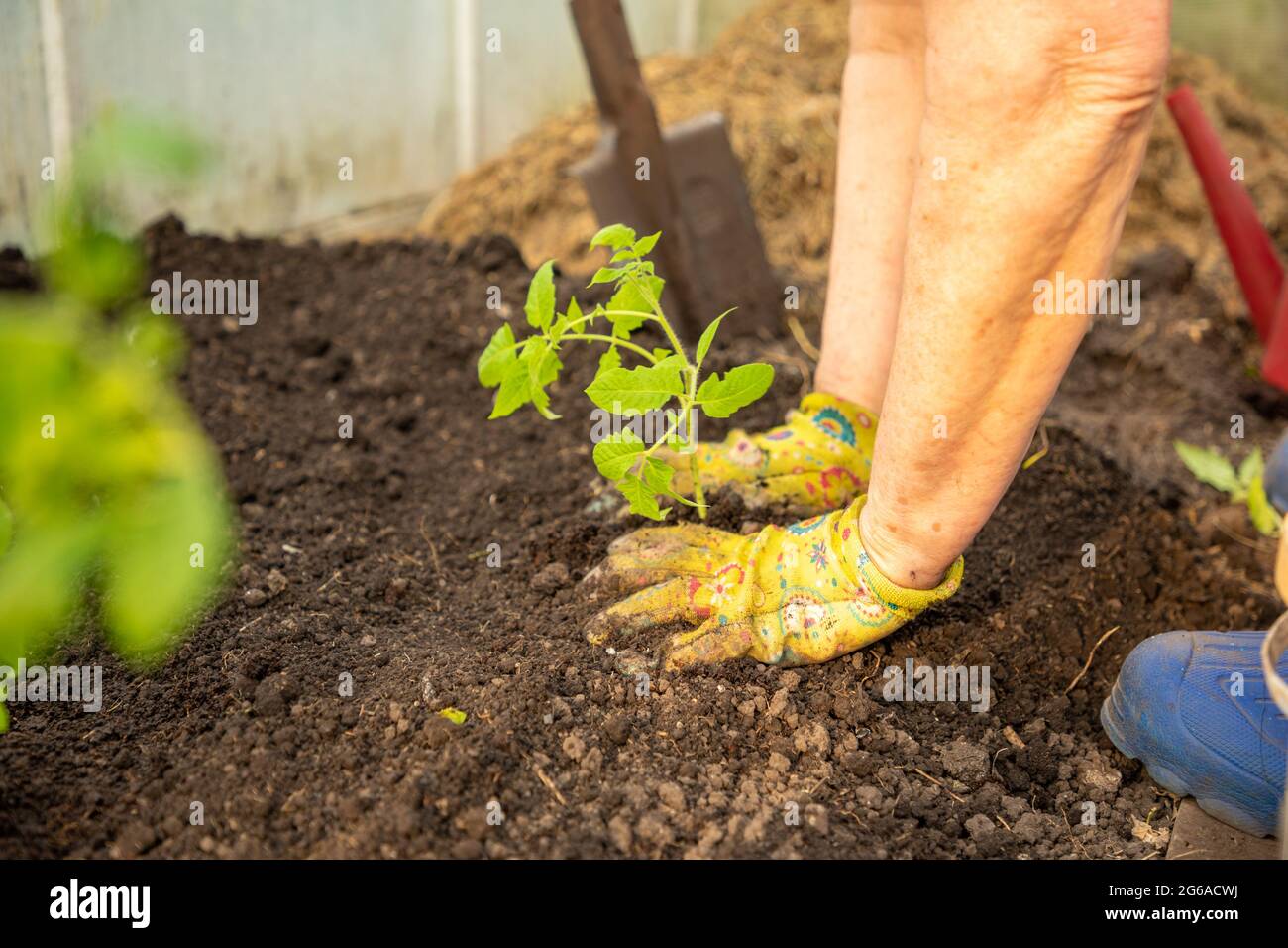 Piantando un pomodoro che semina, le mani della donna in guanti colorati Foto Stock