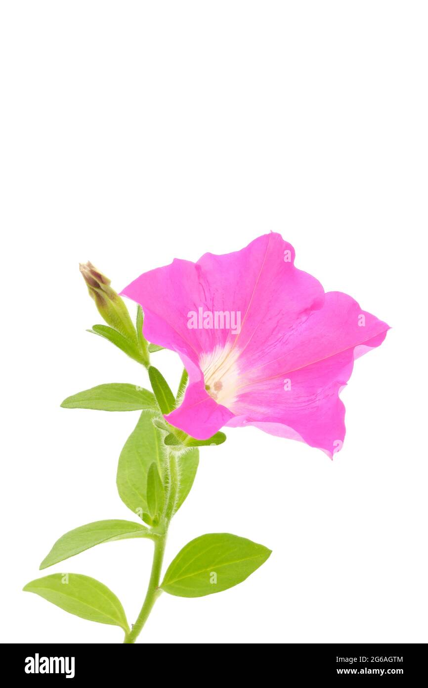 Petunia giardino rosa, Petunia atkinsiana, fotografata su sfondo bianco. Foto Stock