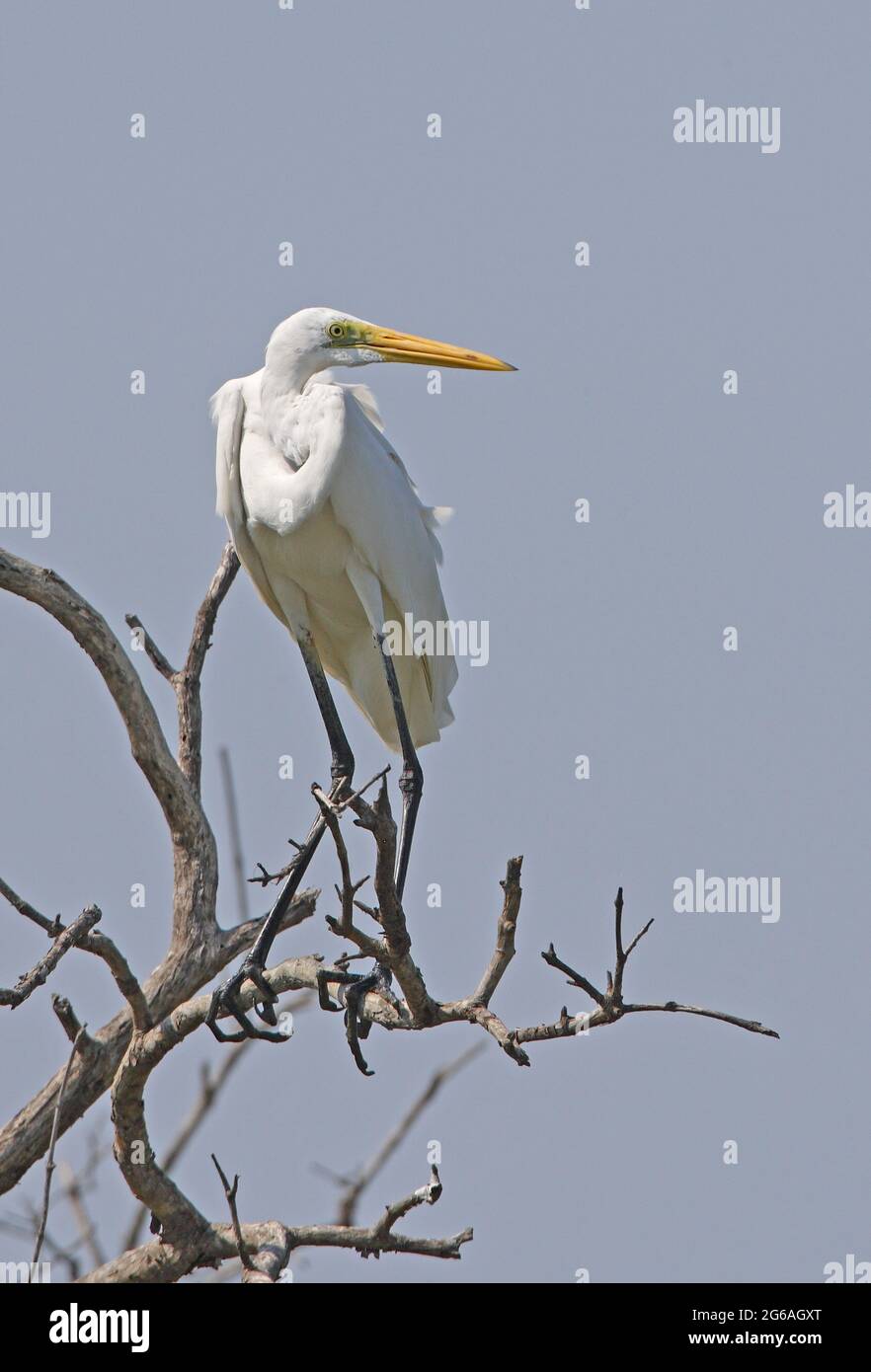 Grande Egret bianco (Ardea alba modesta) adulto non-riproduttore appollaiato nell'albero morto Thailandia Febbraio Foto Stock