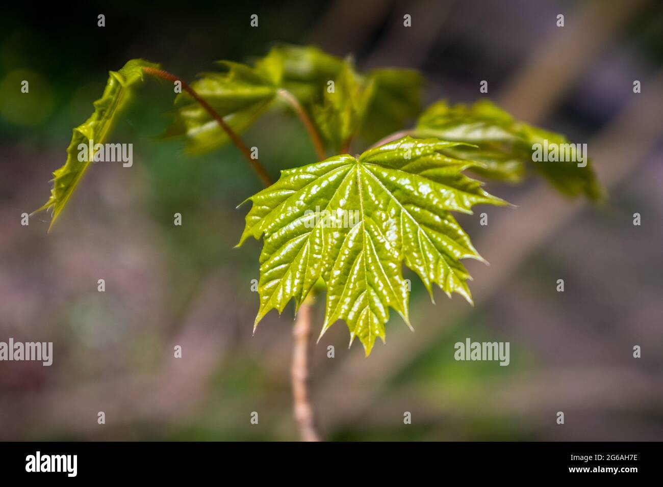 Primo piano su una foglia d'acero appena nata, con sfondo sfocato, scattata in una soleggiata giornata primaverile Foto Stock