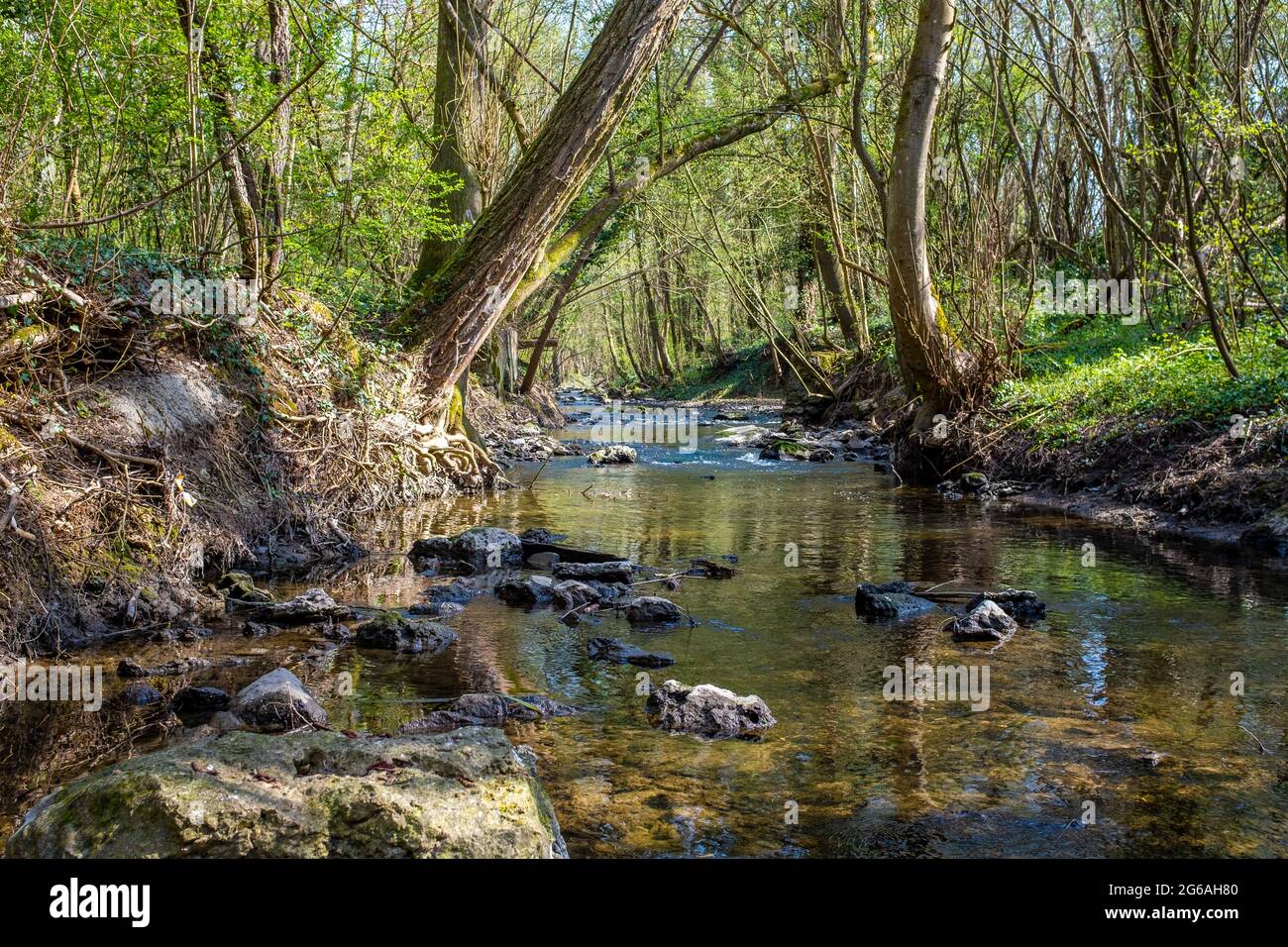 Piccolo fiume con rapide in un ambiente boschivo, visto a livello degli occhi, preso in una giornata di sole primavera Foto Stock