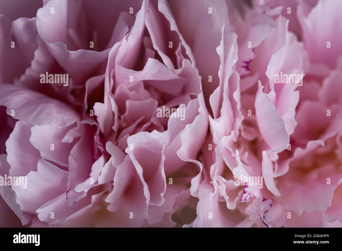 Fiore di pony rosa in fiore con petali di tessitura liscia primo piano ancora sfondo astratto Foto Stock