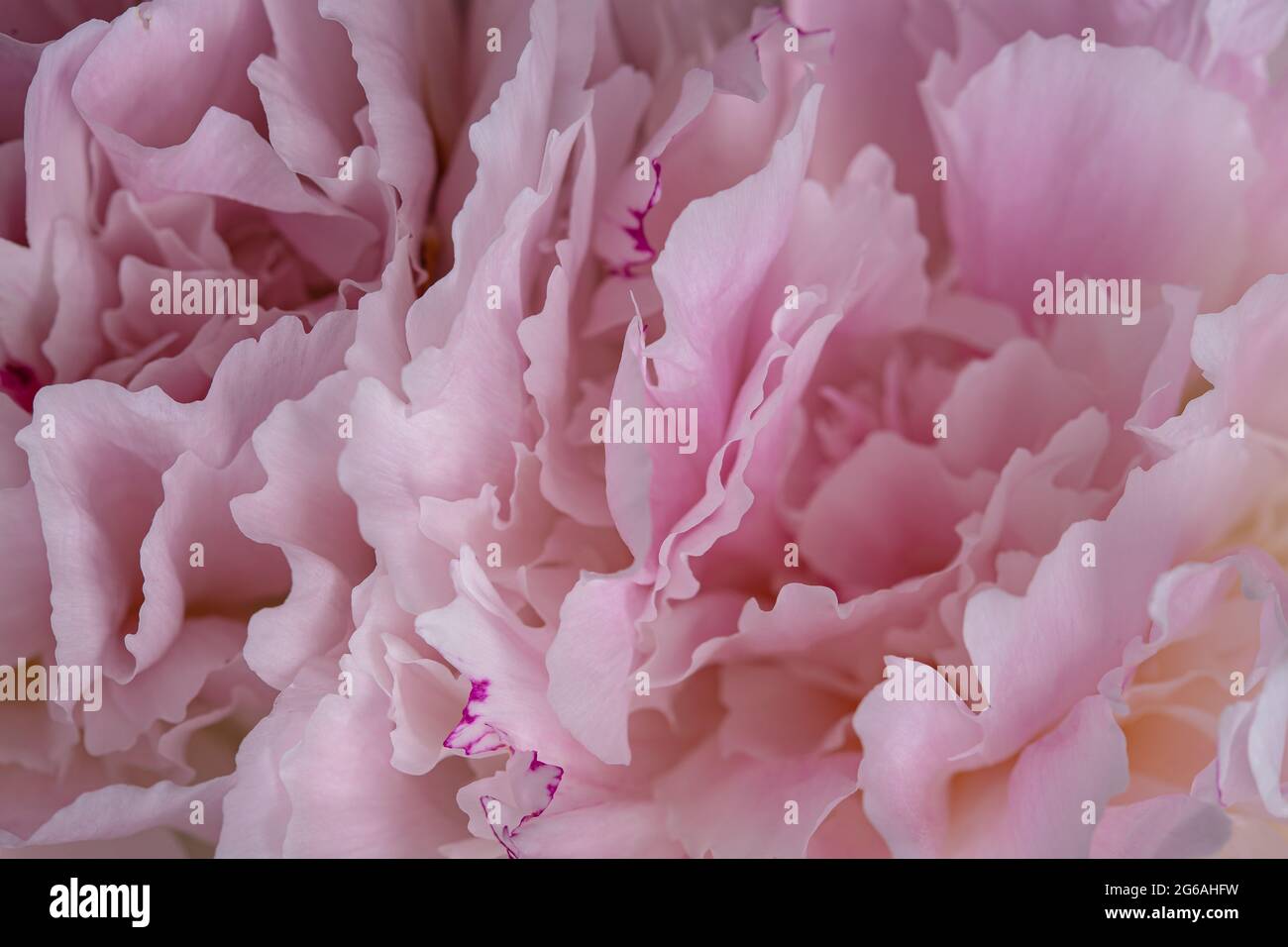 Fiore di pony rosa in fiore con petali di tessitura liscia primo piano ancora sfondo astratto Foto Stock