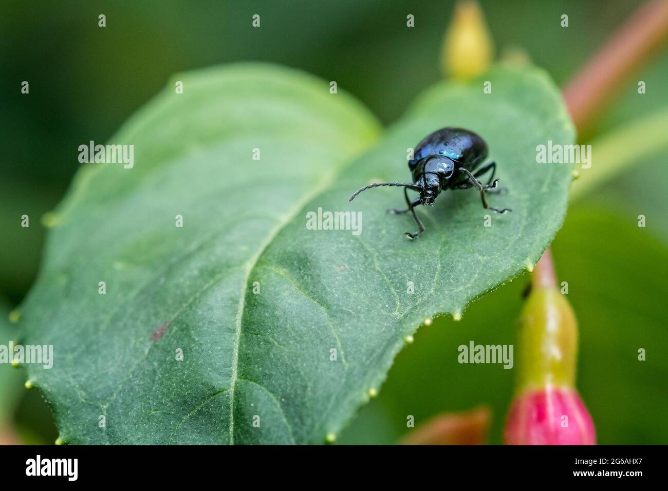 Vicino di scarabeo con guscio blu irrigante om foglia verde Foto Stock