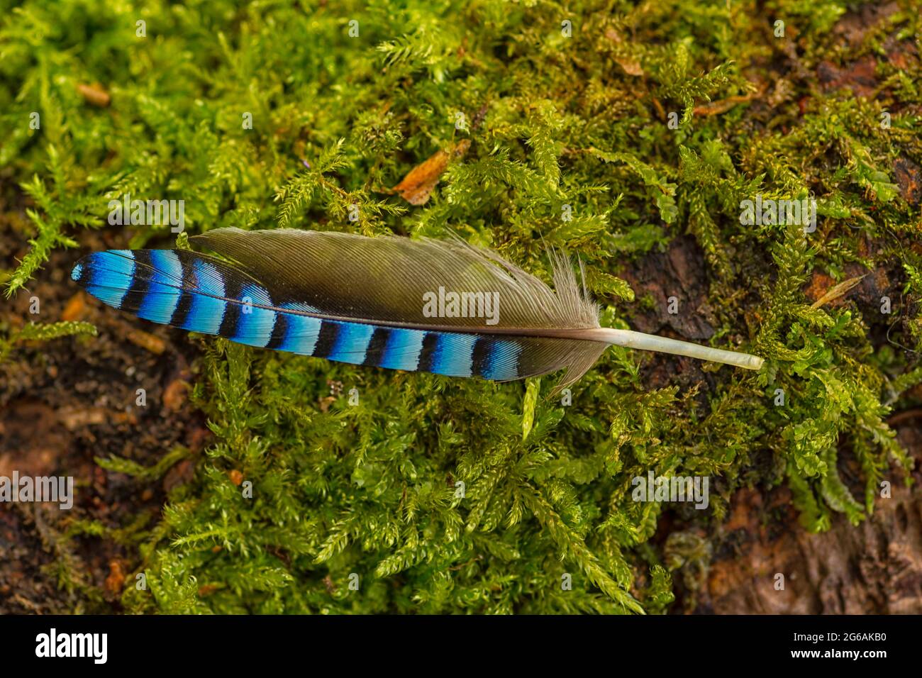 Irridescent blu Jay (Garrulus glandarius) piuma d'uccello che si erge su muschio geeno. Foto Stock