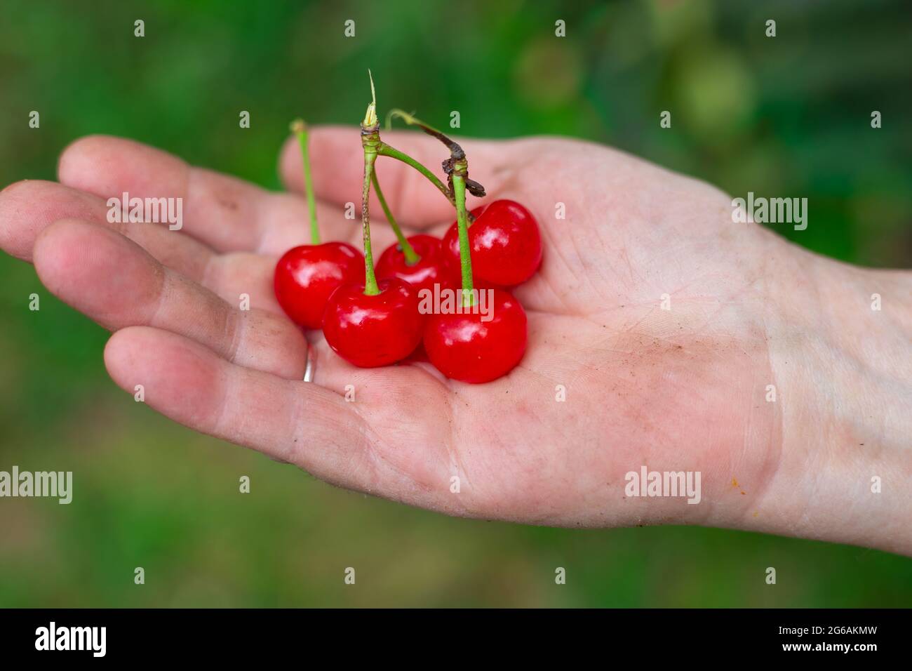 Ciliegie mature nel palmo di una donna. Deliziosa frutta dolce matura coltivata in giardino. Foto Stock