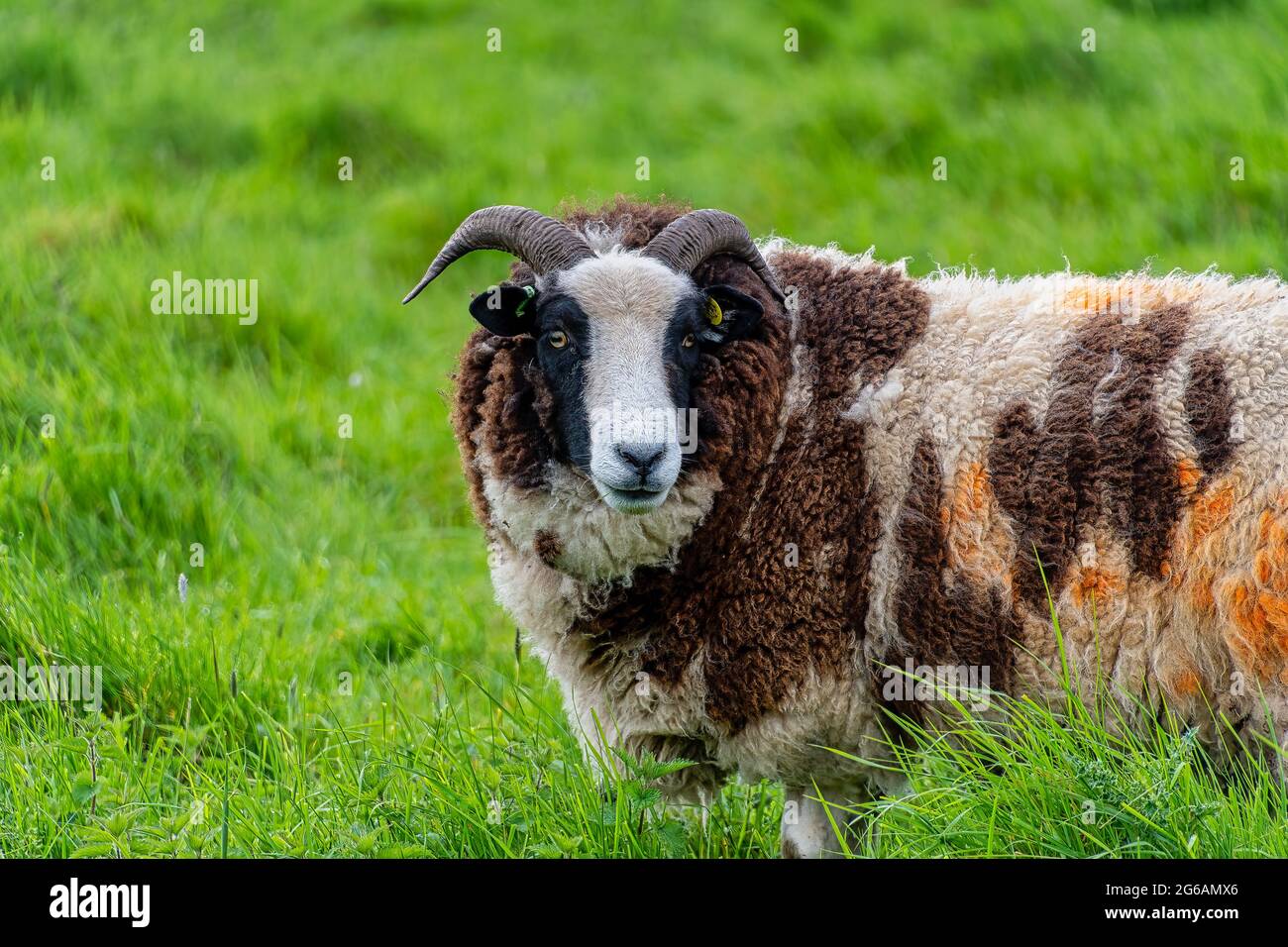 Closeup di pecore domestiche di Jacob (Ovis aries) in un campo Foto Stock