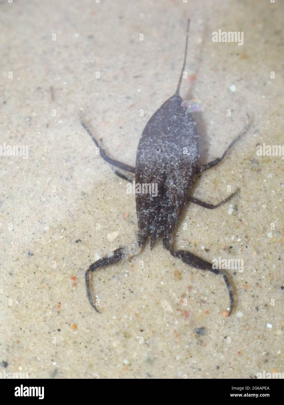 Scorpione d'acqua (Nepa cinerea). Bug predatorio acquatico nella famiglia delle Nepidae, con processo caudale che agisce come tubo respiratorio. Foto Stock