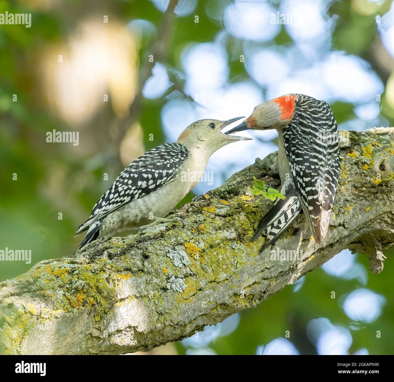 Femmina Madre Rosso Picchio (Melanerpes carolinus) che alimenta Giovanile femminile mentre arroccato su Branch su albero Foto Stock