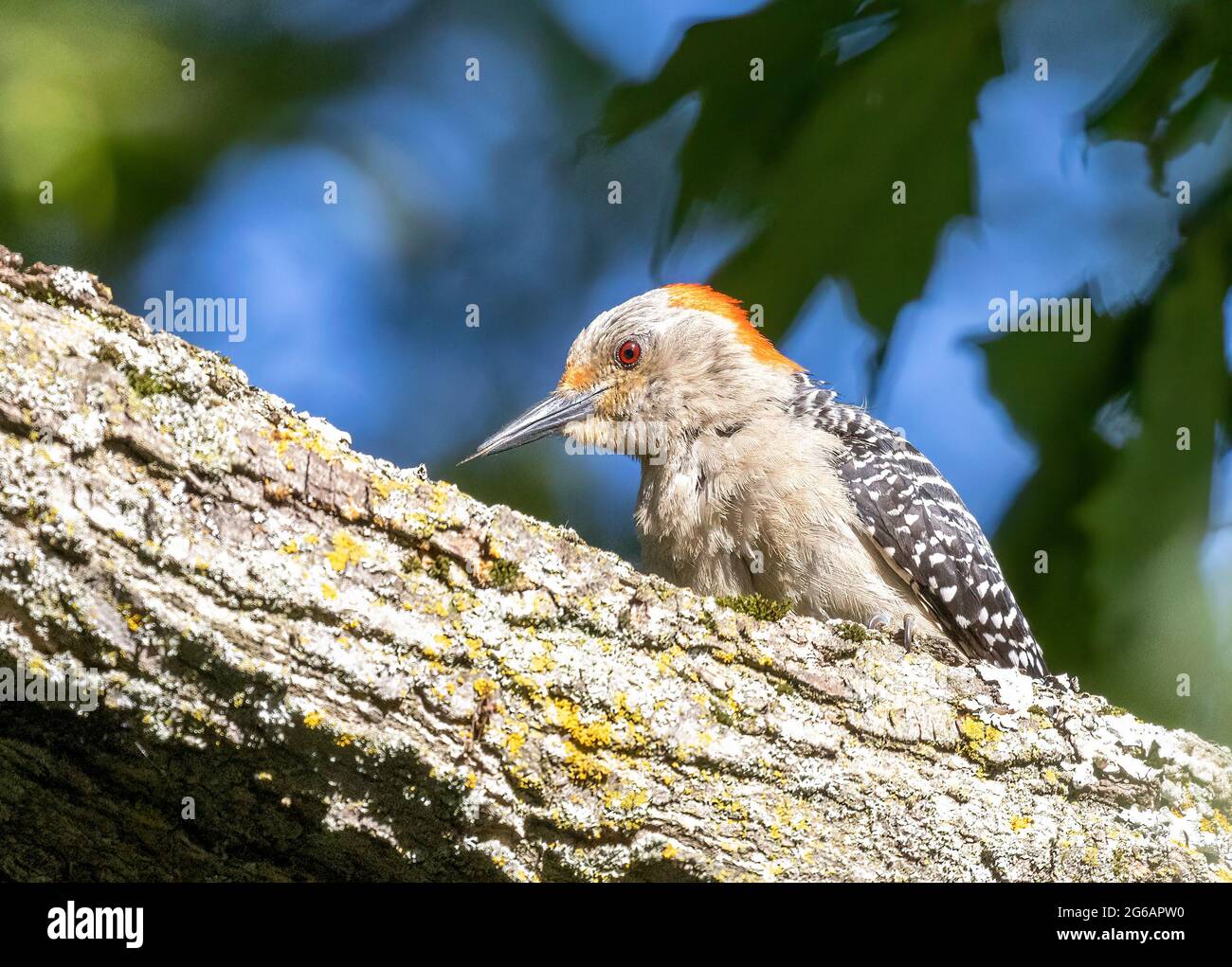 Picchio rosso giovanile (Melanerpes carolinus) arroccato su Branch in Vista lato albero Foto Stock
