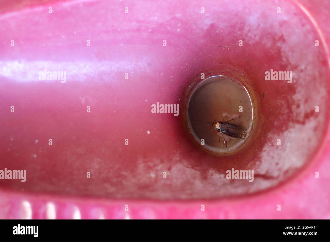 Lo scarafaggio annegò nel recipiente del water. Mostra lo sporco che può causare la malattia. Foto Stock