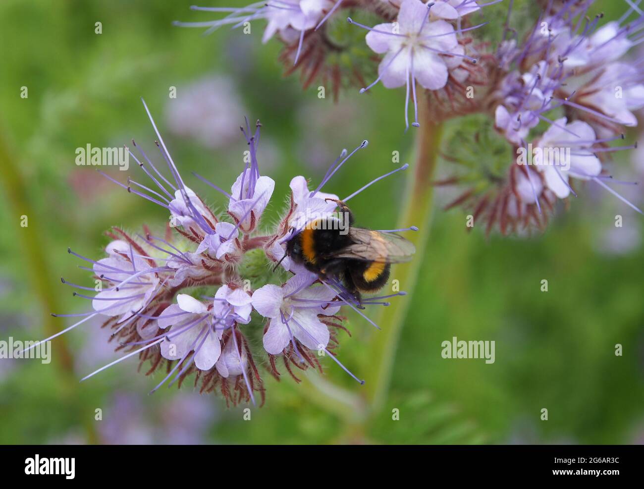 Phacelia tanacetifolia o Scorpionweed con un'ape che raccoglie nettare. Pianta è così amichevole ape è cresciuto come un raccolto di biomassa per avvantaggiare le api. Foto Stock