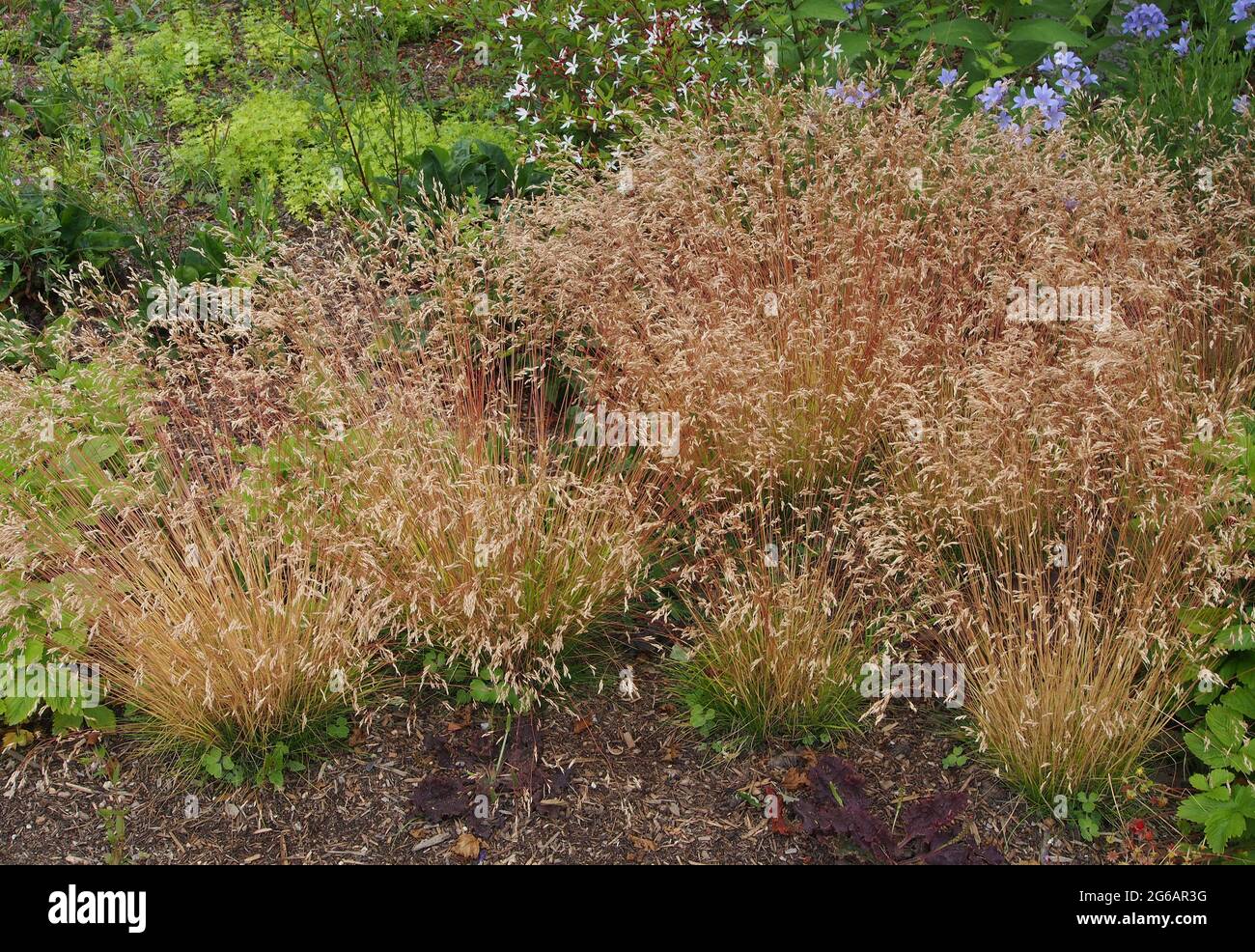 Grumi di una piccola erba ornamentale con teste di semina. Foto Stock