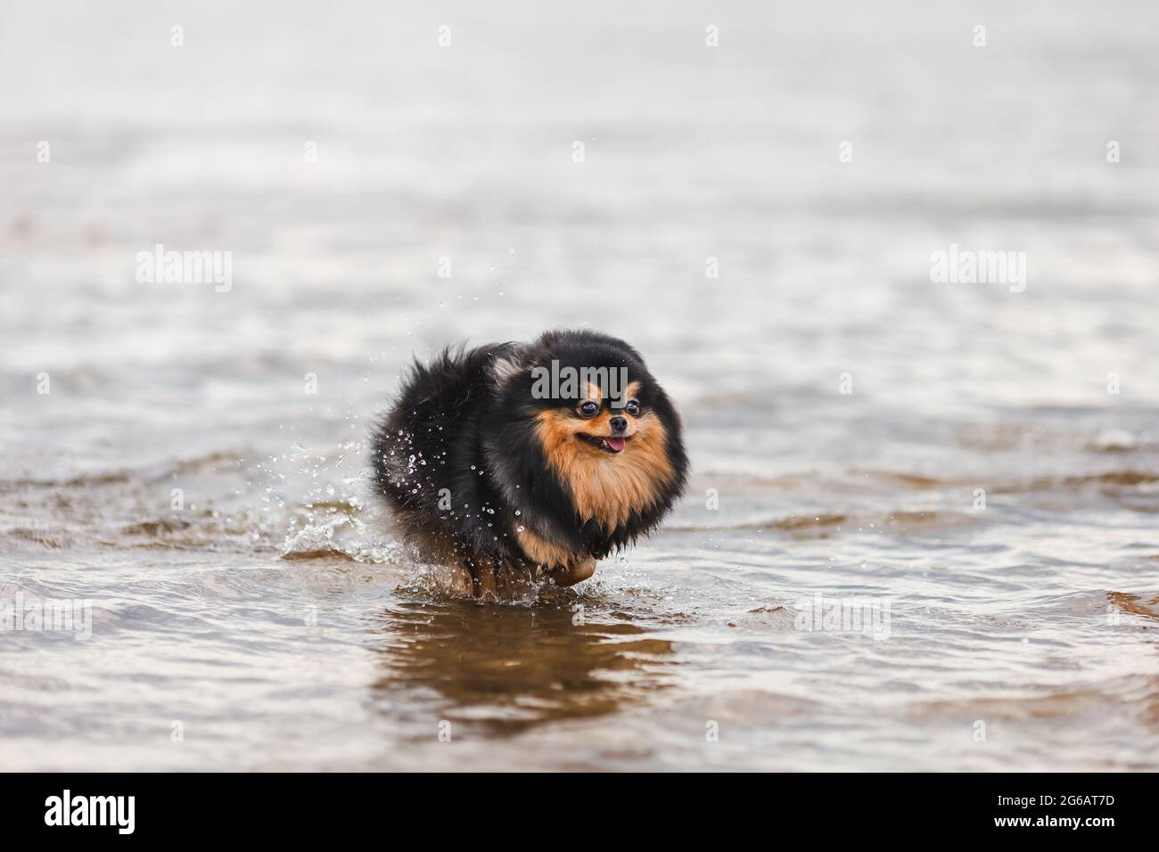 spitz Pomeranian che corre sull'acqua Foto Stock