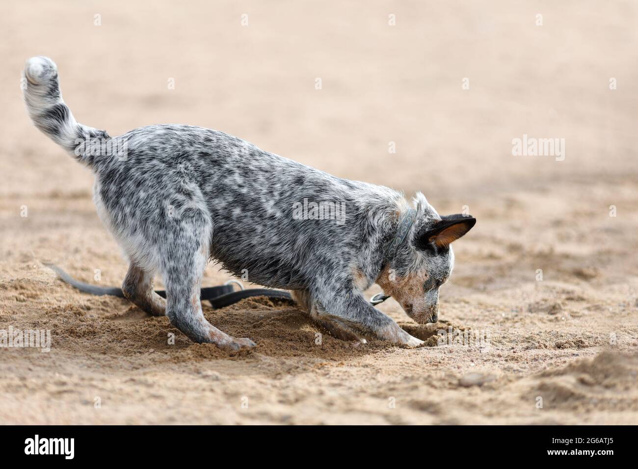 Blue heeler o australiano cucciolo di cane bestiame sta scavando sabbia sulla spiaggia Foto Stock