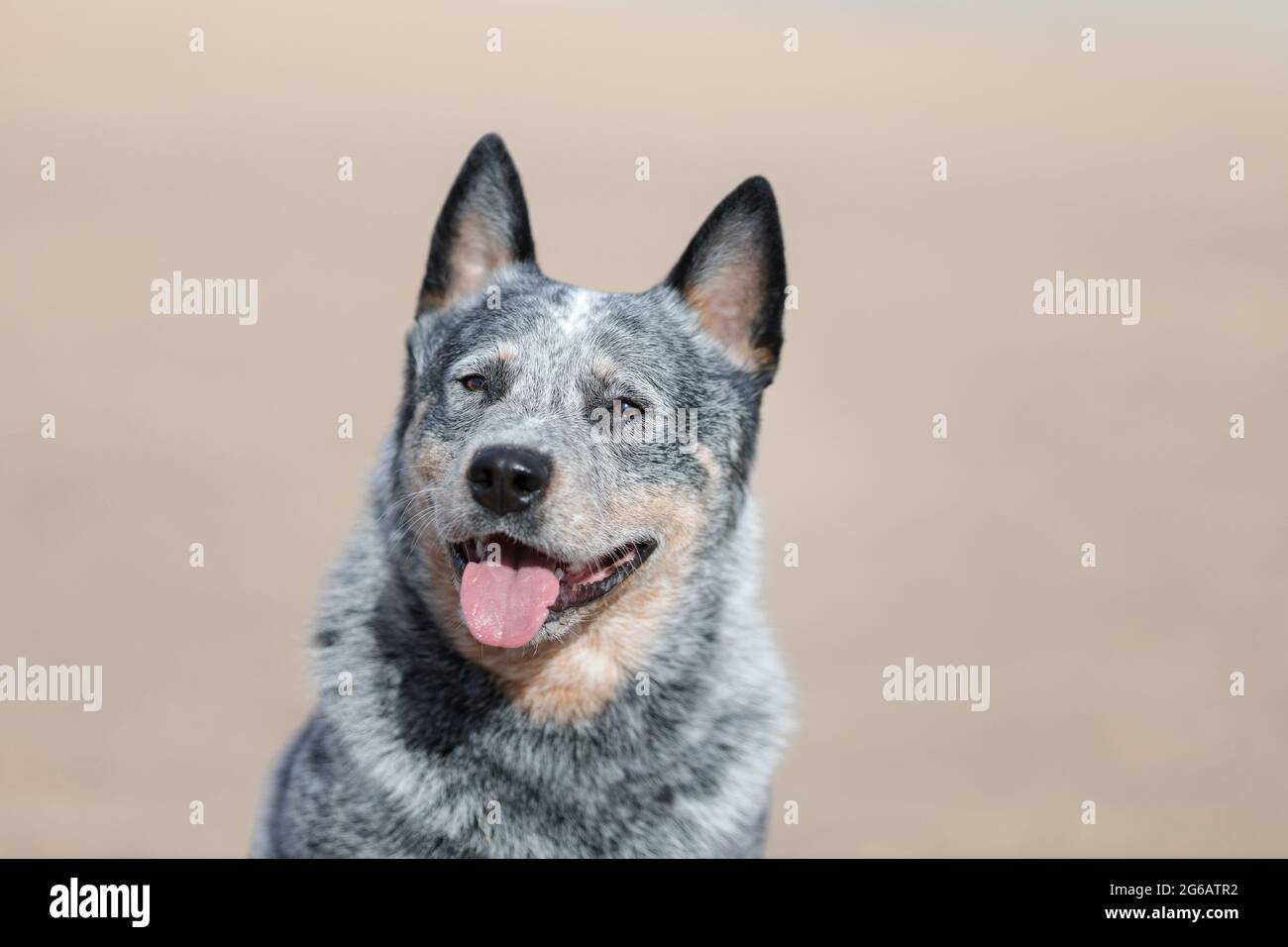 Il cane australiano di razza del bestiame o il ritratto del heeler blu all'aperto sulla spiaggia soleggiata Foto Stock
